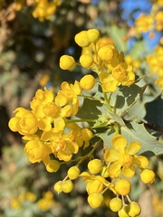 Berberis higginsiae