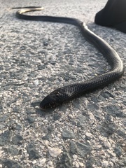 Dolichophis jugularis