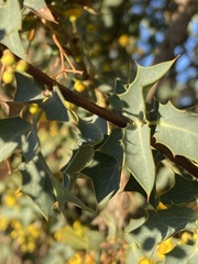 Berberis higginsiae