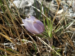 Pulsatilla nuttalliana