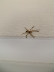 Philodromus dispar