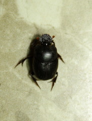 Onthophagini