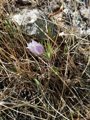 Pulsatilla nuttalliana