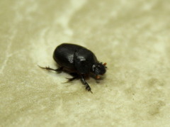 Onthophagini