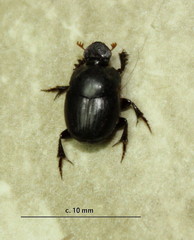 Onthophagini