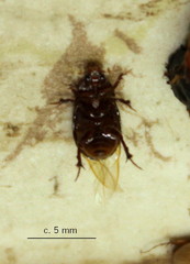 Hybosoridae
