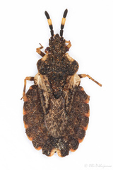 Aradus versicolor