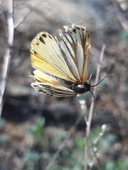 Setina aurita