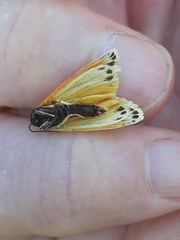 Setina aurita