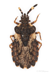 Aradus versicolor