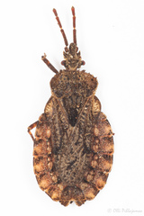 Aradus conspicuus
