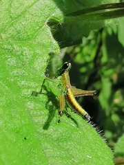 Caenomastax bimaculata