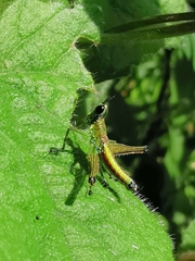 Caenomastax bimaculata