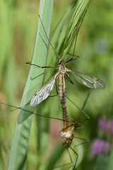 Tipula vernalis