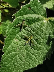 Caenomastax bimaculata