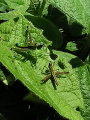 Caenomastax bimaculata
