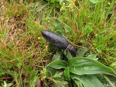 Physomeloe corallifer