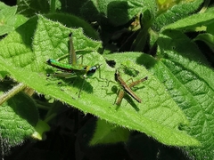 Caenomastax bimaculata