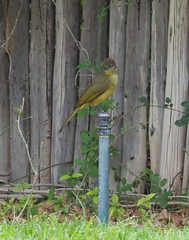 Chlorocichla flaviventris