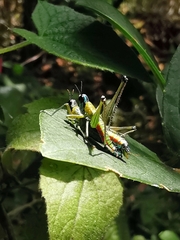 Amedegnatomastax rubris