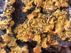 Xanthomendoza fallax