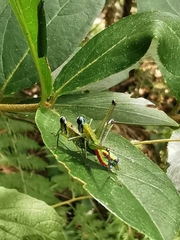 Amedegnatomastax rubris