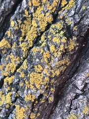 Xanthomendoza fallax