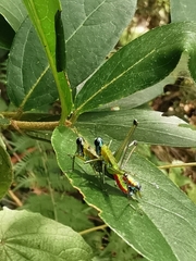 Amedegnatomastax rubris