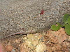 Hemidactylus parvimaculatus