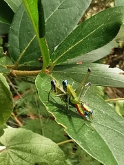 Amedegnatomastax rubris