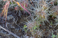 Opuntia fragilis