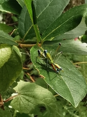 Amedegnatomastax rubris