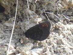 Erebia triarius