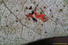 Retithrips syriacus