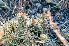 Opuntia fragilis