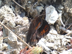 Erebia triarius