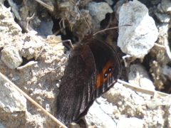 Erebia triarius