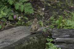 Passer montanus