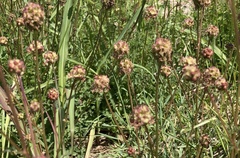 Sanguisorba