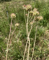 Sanguisorba
