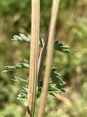 Sanguisorba