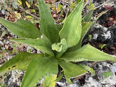 Agave brevispina