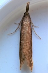 Donacaula aquilellus