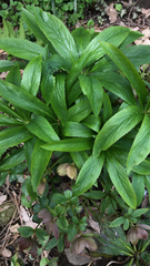 Helleborus viridis