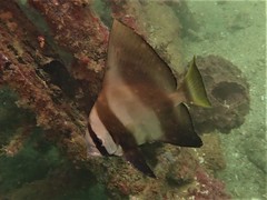 Platax batavianus