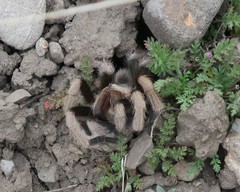 Aphonopelma iodius