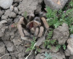 Aphonopelma iodius