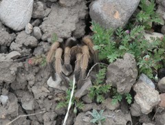 Aphonopelma iodius