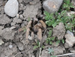 Aphonopelma iodius