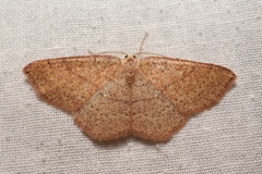 Cyclophora ruficiliaria